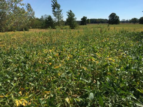 Beans on Crubaugh Rd.