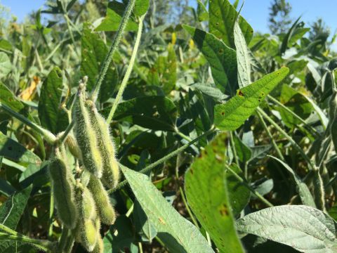 Beans on 30 acre farm