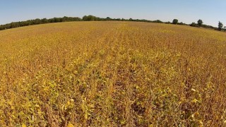 Absolute Farmland Auction of 100 Prime Preble Co. Acres