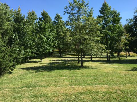 Trees near house on 70 Acre Farm