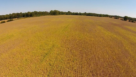 Beans on 70 Acre Farm