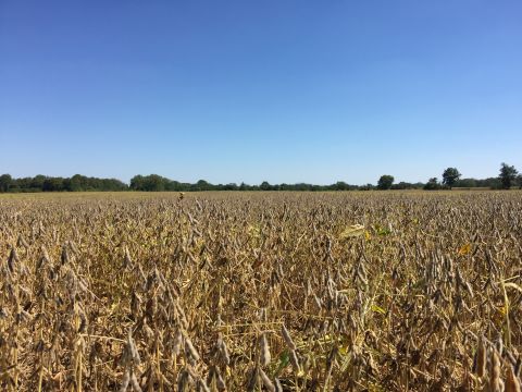 Beans on 70 Acre Farm