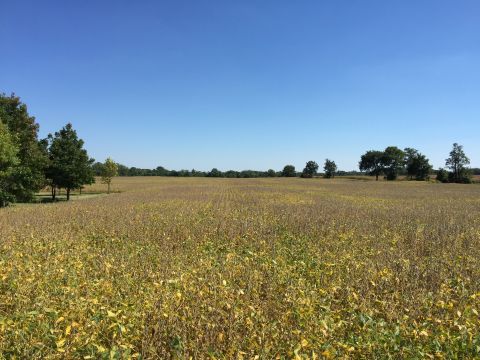 Beans on 70 Acre Farm