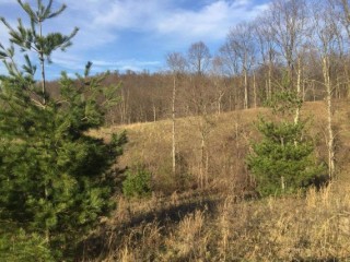 Online Only Real Estate Auction of 10.11 Acres