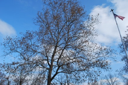 Flagpole and tree