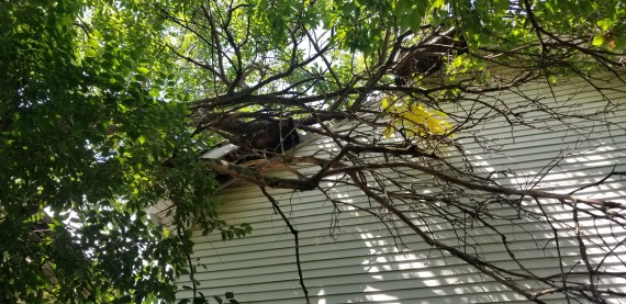 Roof Damage: Tree limbs overhanging the roof in the back yard.