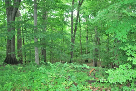 View of the woods from the yard