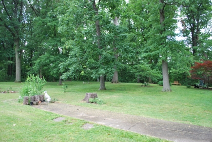 Yard surrounding the house