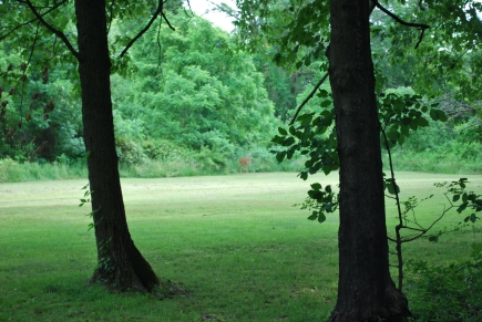 A deer on the back of the property