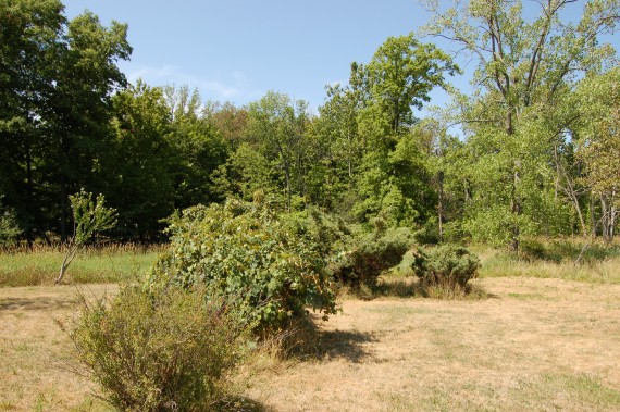 Grape arbor