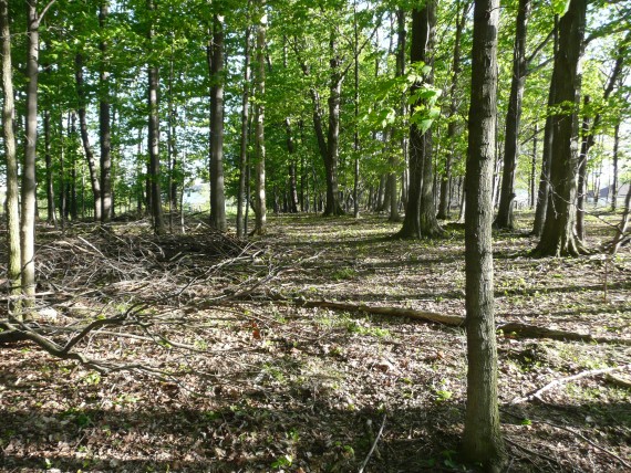 View of woods