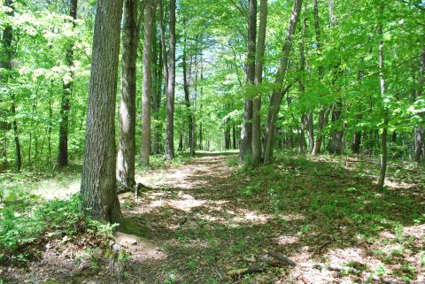 Walking trail to cabins