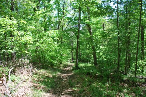 Walking trail