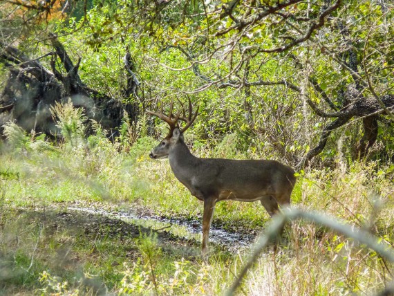 Nice size whitetail buck