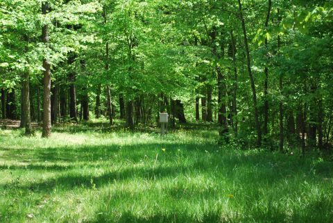 Meadow and trees