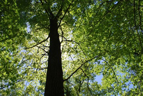 Tree view